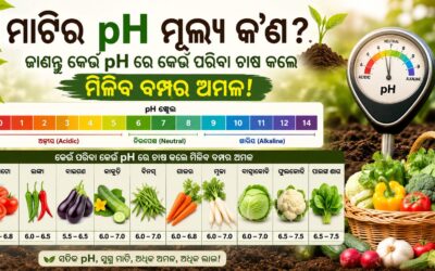 ମାଟିର pH ମୂଲ୍ୟ କ’ଣ? ଜାଣନ୍ତୁ କେଉଁ pH ରେ କେଉଁ ପରିବା ଚାଷ କଲେ ମିଳିବ ବମ୍ପର ଅମଳ!